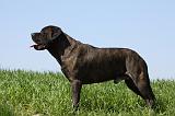 BULLMASTIFF 381